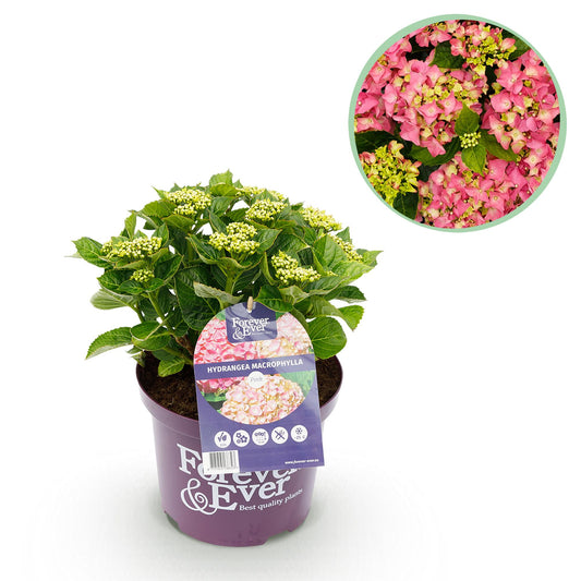 Hortensie - Hydrangea Forever & Ever - Rosa - 7-12 Blüten - Topf 23cm Höhe 55cm - Pflanzfix24.de - Pflanzfix24.de