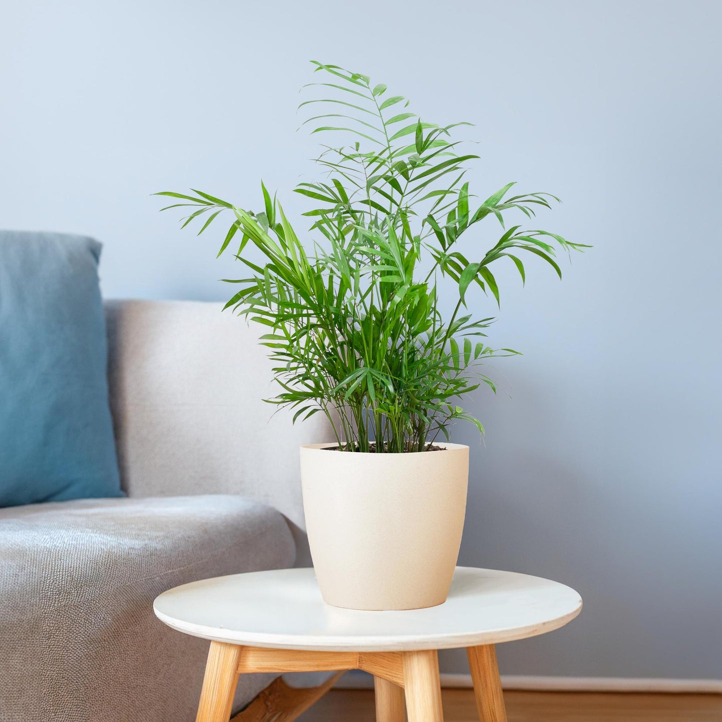 Chamaedorea Elegans mit Viber weiß - 55cm - Ø17 - Pflanzfix24