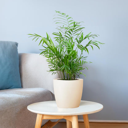 Chamaedorea Elegans mit Viber weiß - 55cm - Ø17 - Pflanzfix24