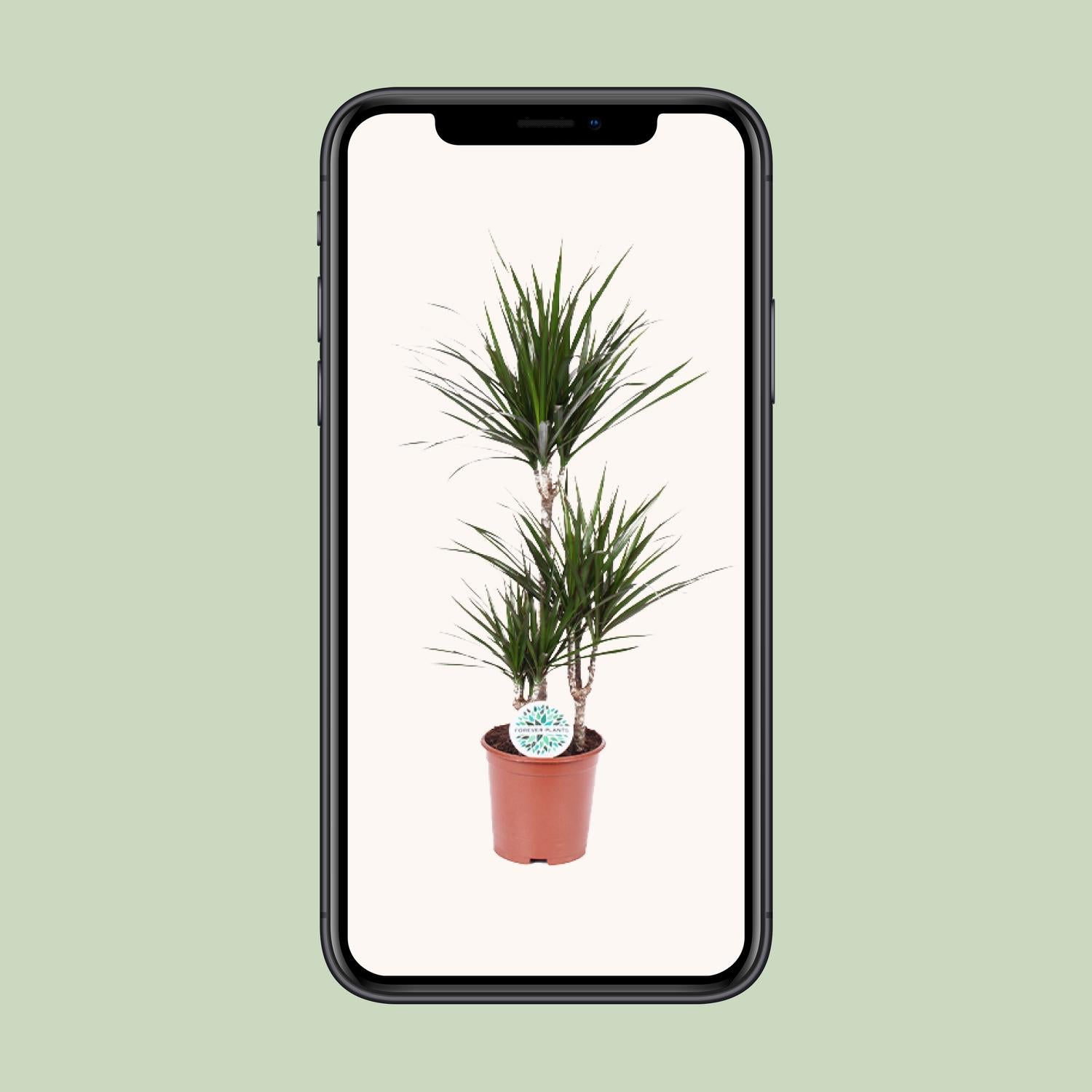 Dracaena Marginata - Pflanzfix24.de - Pflanzfix24.de