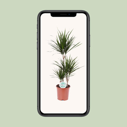 Dracaena Marginata - Pflanzfix24.de - Pflanzfix24.de