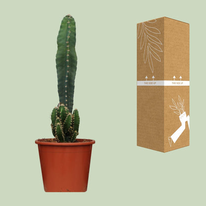Cereus Peruvianus Florida - Ø17cm - ↕75cm - Pflanzfix24