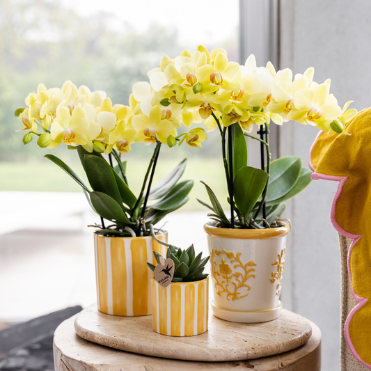 Orchidee Albenga Gelb im Malaga Topf Gelb – 9cm | Pflanzfix24.de - Pflanzfix24.de