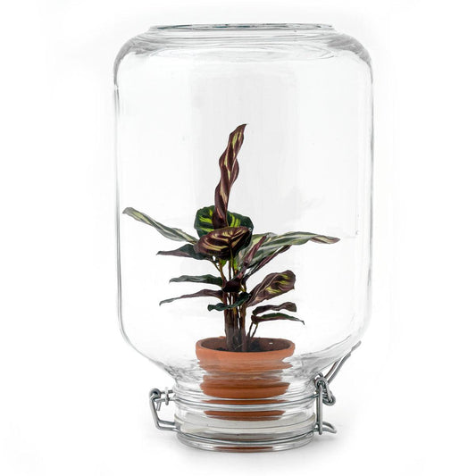 Easyplant - Calathea makoyana bei Pflanzfix24.de - Pflanzfix24.de