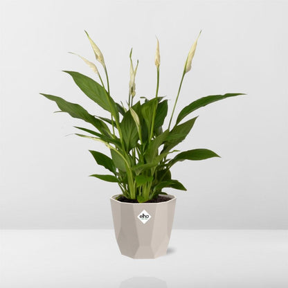 Spathiphyllum 12 cm Torelli in ELHO b.for rock 14 cm warm grey - Pflanzfix24