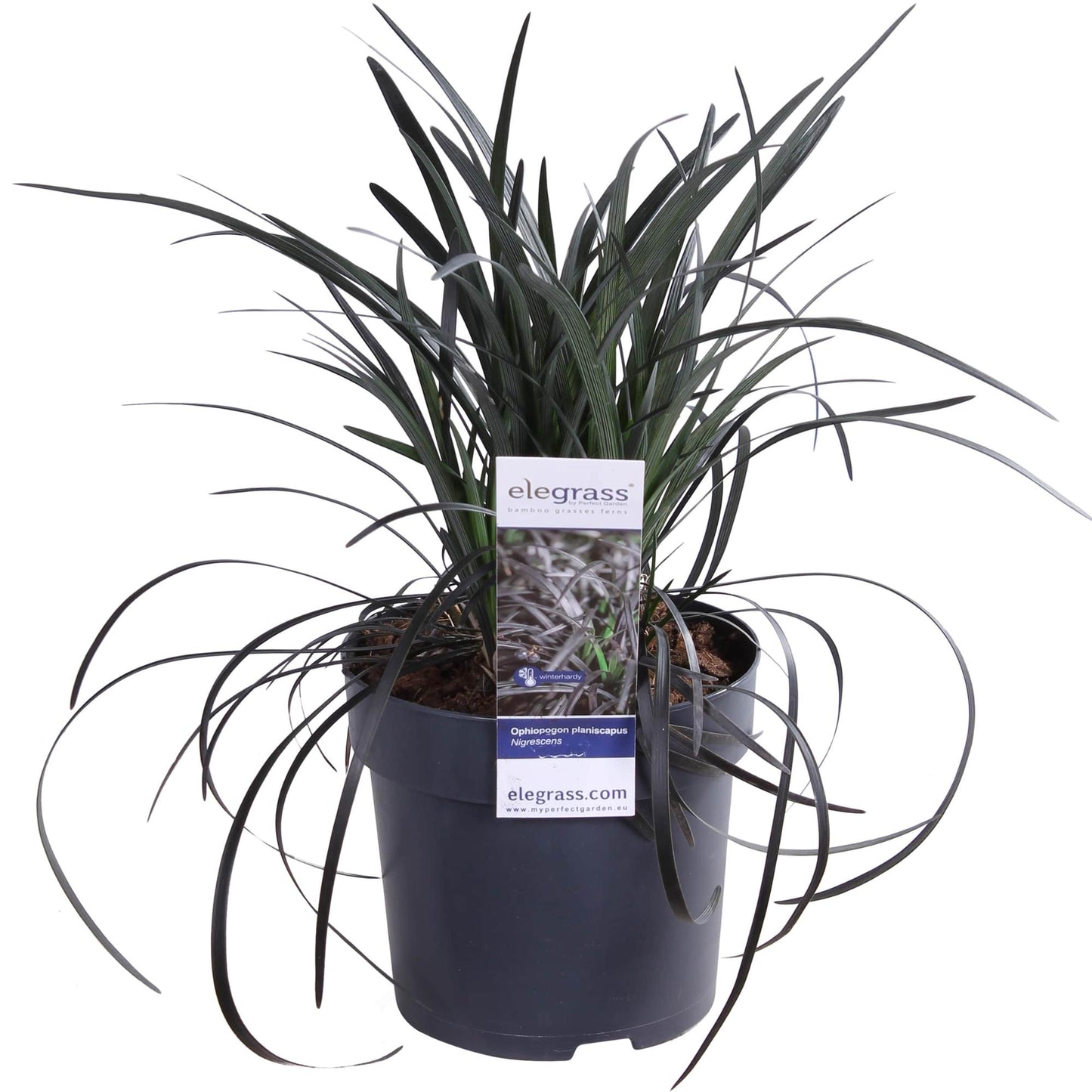 Ophiopogon planiscapus Nigrescens - Ø14cm - ↕30cm - Pflanzfix24