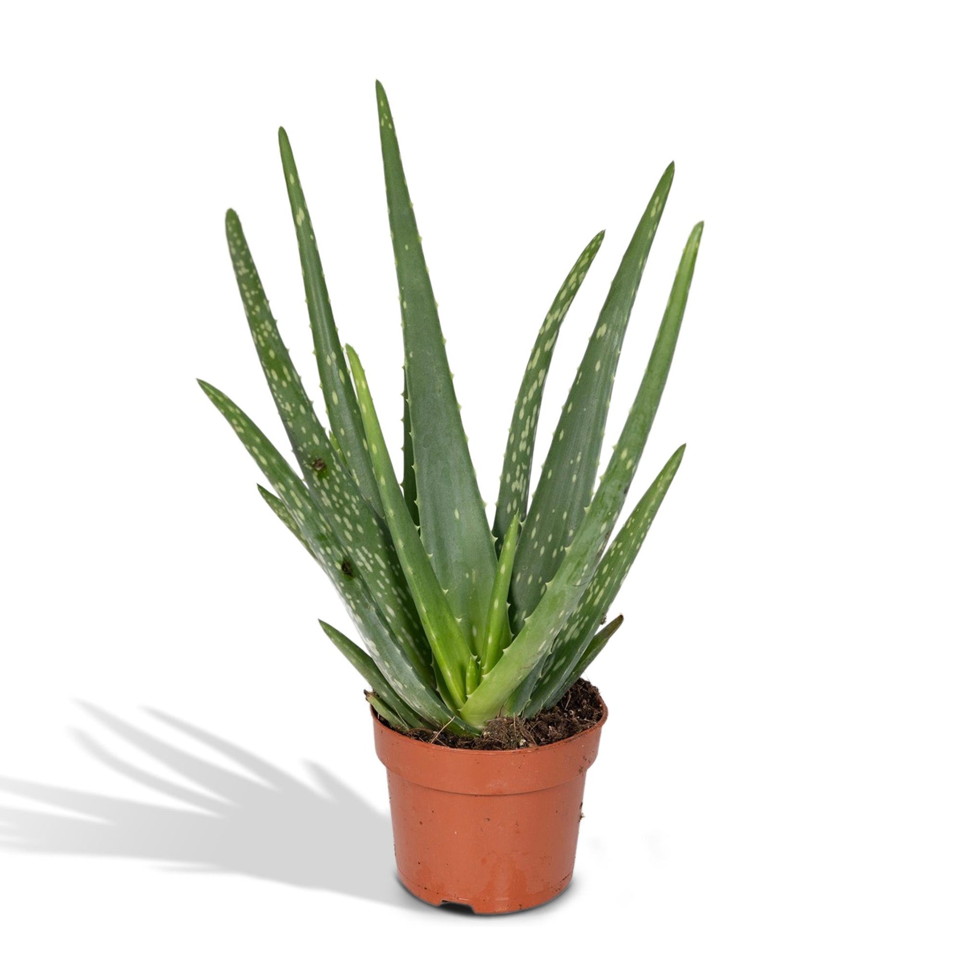 Aloe Vera - Ø12cm - ↕40cm - Pflanzfix24.de - Pflanzfix24.de