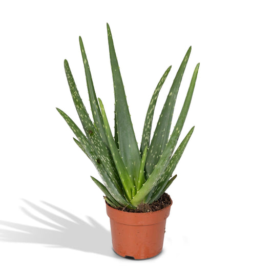 Aloe Vera - Ø12cm - ↕40cm - Pflanzfix24.de - Pflanzfix24.de