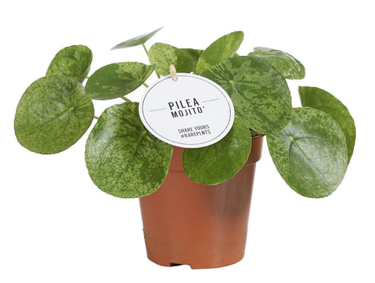 Pilea Mojito Ø13cm | pflanzfix24