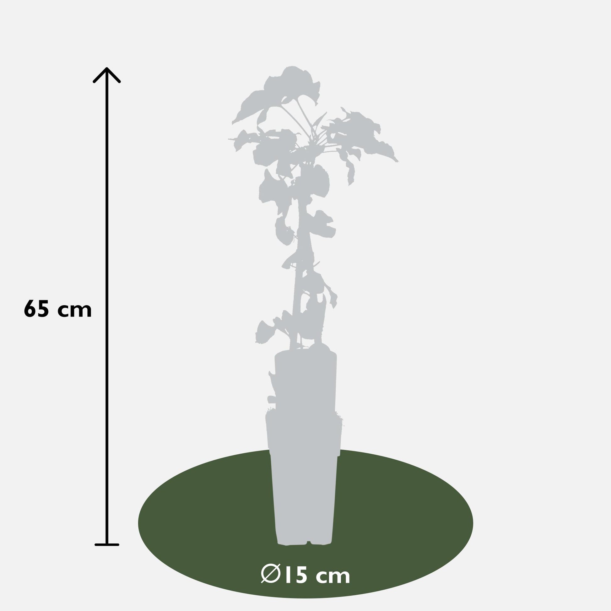 4x - Fallopia baldschuanica - ↨65cm - Ø15 - Pflanzfix24.de - Pflanzfix24.de