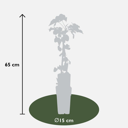 4x - Fallopia baldschuanica - ↨65cm - Ø15 - Pflanzfix24.de - Pflanzfix24.de
