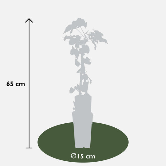 4x - Fallopia baldschuanica - ↨65cm - Ø15 - Pflanzfix24.de - Pflanzfix24.de