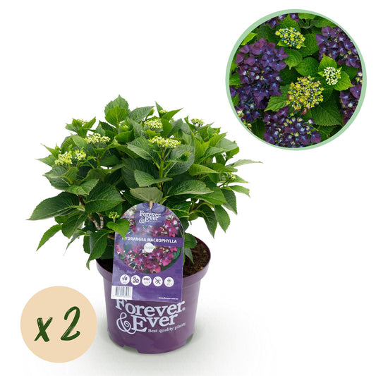 Hortensie - Hydrangea Forever & Ever - Lila - 2 Pflanzen - Topf 23cm - Pflanzfix24.de - Pflanzfix24.de