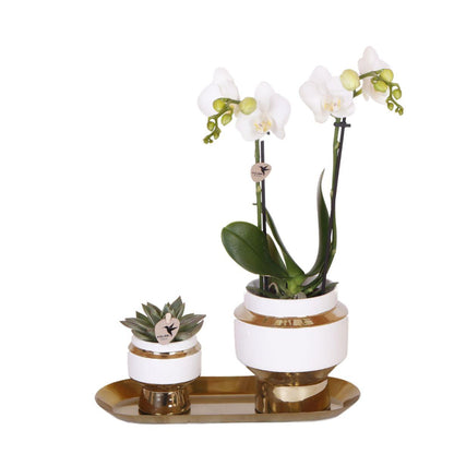 Weiße Orchidee & Sukkulente auf goldenem Tablett – Pflanzfix24.de - Pflanzfix24.de