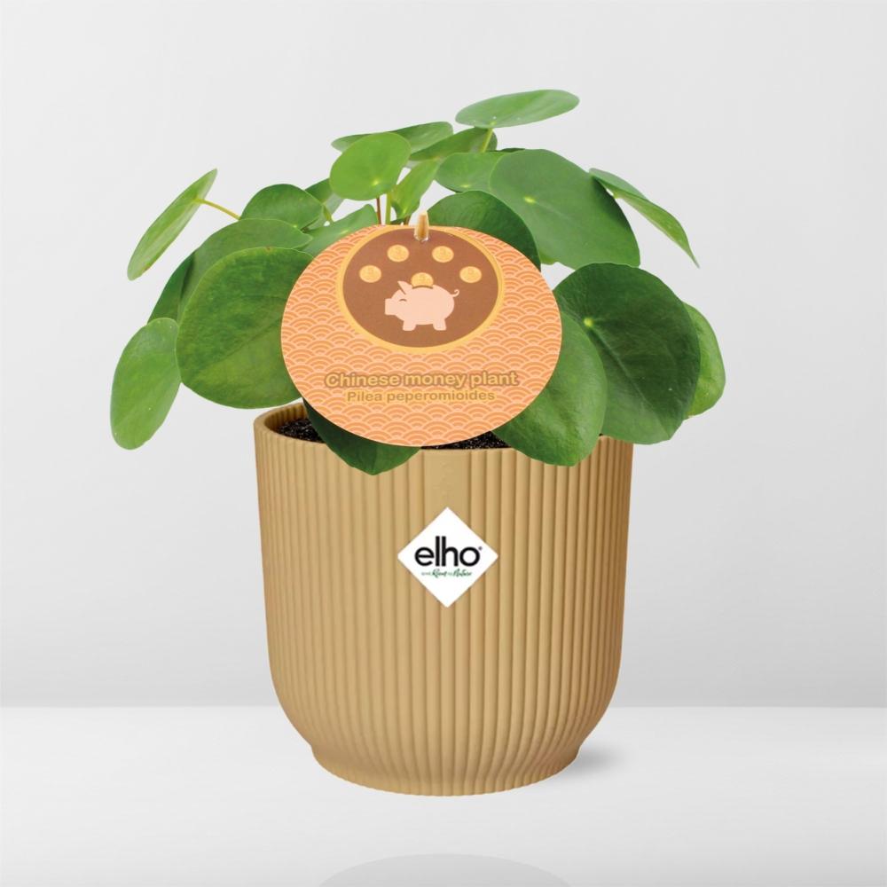 Pilea Peperomioides 12 cm im ELHO Vibes Fold Gelb | Pflanzfix24