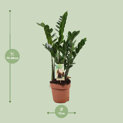 Zamioculcas 6-7 Veren - Hoogte 80-85 Cm. - Ø17cm - ↕80cm - Pflanzfix24