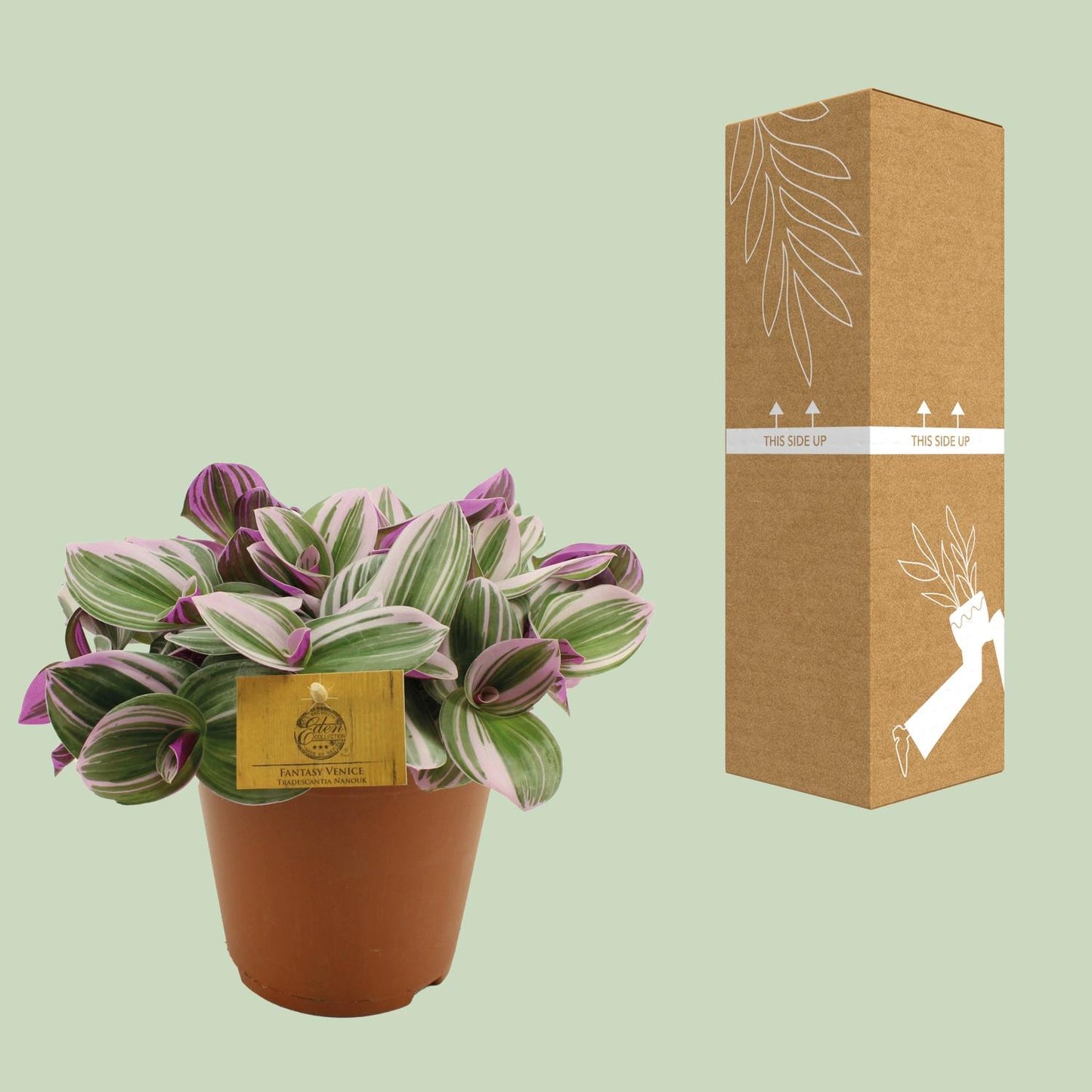 Tradescantia Nanouk - Ø15cm - ↕25cm | Pflanzfix24