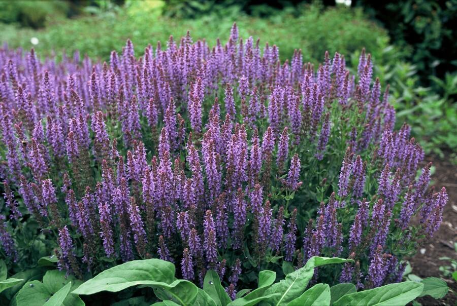 20x Salvia nem. 'Caradonna' - ↕10-25cm - Ø9cm - Pflanzfix24.de - Pflanzfix24.de