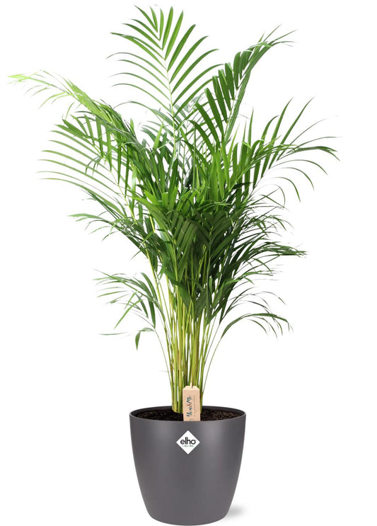Dypsis Lutescens Areca Palme Ø24cm 110cm mit Pot Brussels Anthrazit | Pflanzfix24