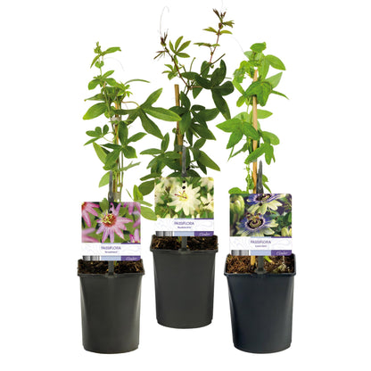Passiflora Tricolour - 3 Pflanzen - Topf 11cm - Pflanzfix24.de - Pflanzfix24.de