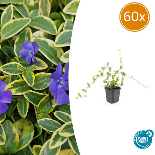 Vinca minor 'Blue and Gold' - Bodendecker - 60 Stück - Pflanzfix24.de - Pflanzfix24.de