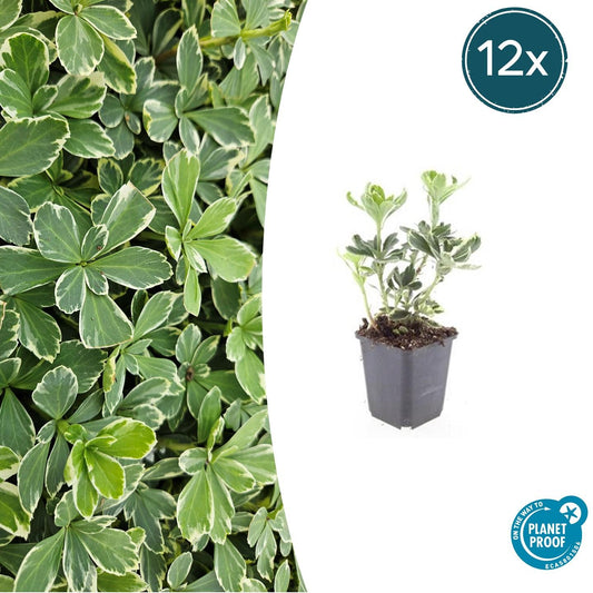 12x Pachysandra 'Variegata' – bunter Bodendecker immergrün | Pflanzfix24.de - Pflanzfix24.de
