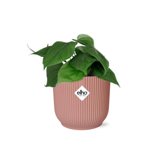 Philodendron Scandens in ELHO Vibes 14cm rosa Topf | Pflanzfix24.de