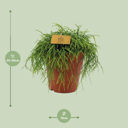 Rhipsalis Cashero - Zimmerpflanze - pflanzfix24