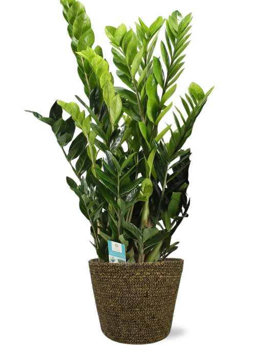 Zamioculcas Zamiifolia - Ø21cm - ↕95cm + Selin Pot D22x19cm - Schwarz - Pflanzfix24