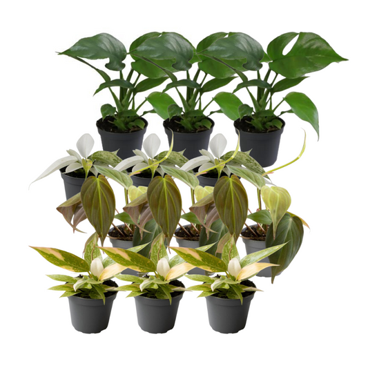 12x Philodendron Mix - Pflanzfix24
