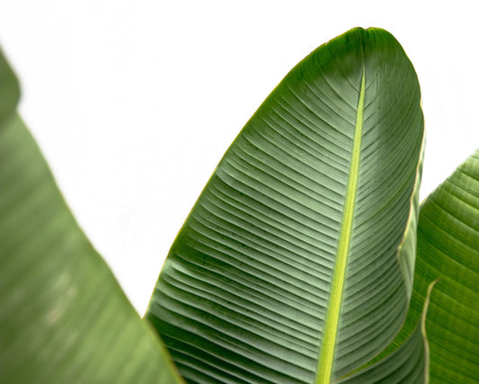 Strelitzia Augusta de luxe XXL 250 cm Ø38 – Weiße Paradiesvogel Pflanze | Pflanzfix24.de - Pflanzfix24.de
