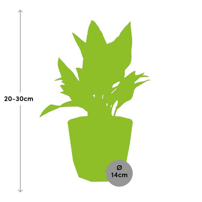 Aglaonema Maria in ELHO b.for rock 14 cm warm grey - Pflanzfix24