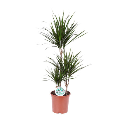 Dracaena Marginata - Pflanzfix24.de - Pflanzfix24.de
