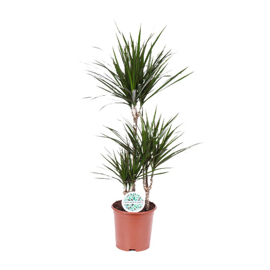 Dracaena Marginata - Pflanzfix24.de - Pflanzfix24.de