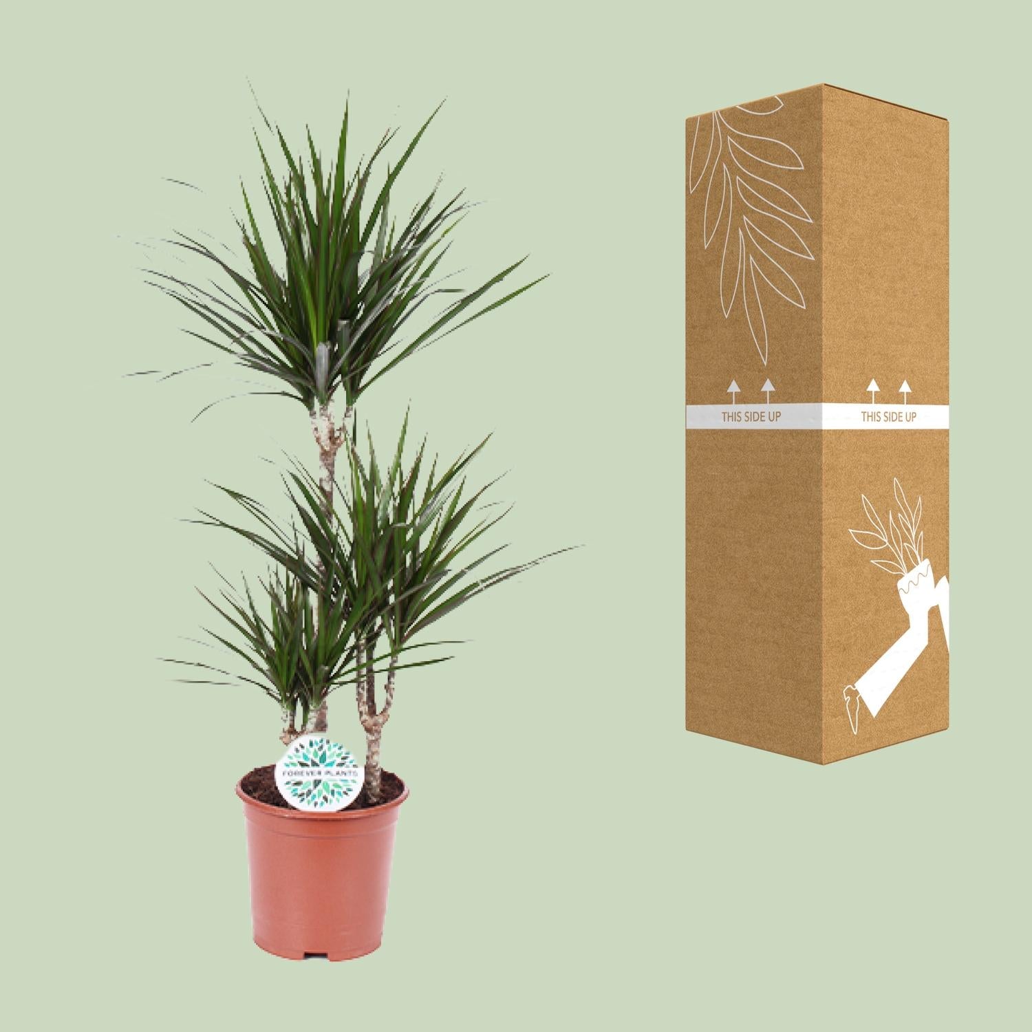 Dracaena Marginata - Pflanzfix24.de - Pflanzfix24.de