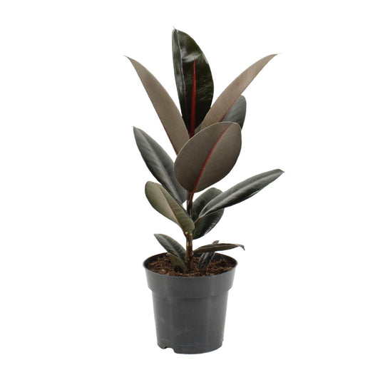 Ficus Elastica Abidjan - Ø17cm - ↕55cm - Pflanzfix24