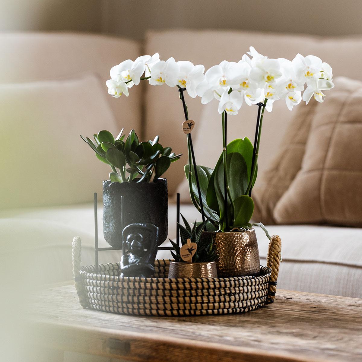 Pflanzset Home Hub – Orchidee & Grünpflanzen | Pflanzfix24.de - Pflanzfix24.de