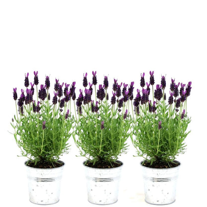 Lavandula stoechas Anouk® 3er-Set Lavendel im Dekotopf – Pflanzfix24.de - Pflanzfix24.de