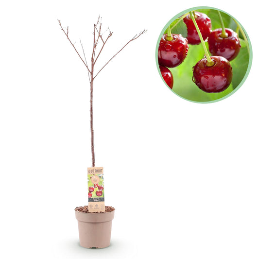 pflanzfix24 - Kirschenbaum - Prunus avium Regina - Rote Kirsche - Topf 21cm Höhe 90cm