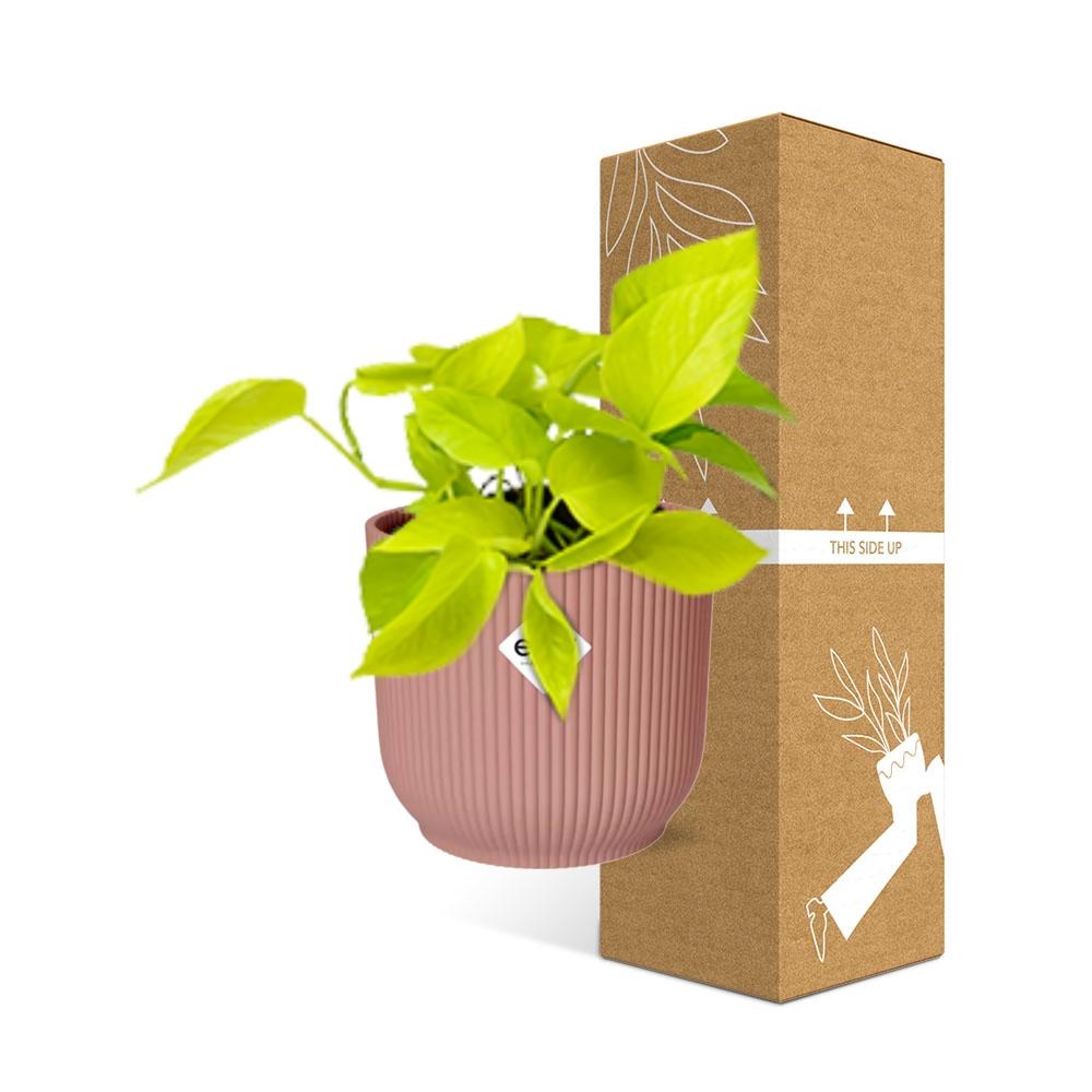 Epipremnum Pinnatum 'Golden Pothos' - pflanzfix24