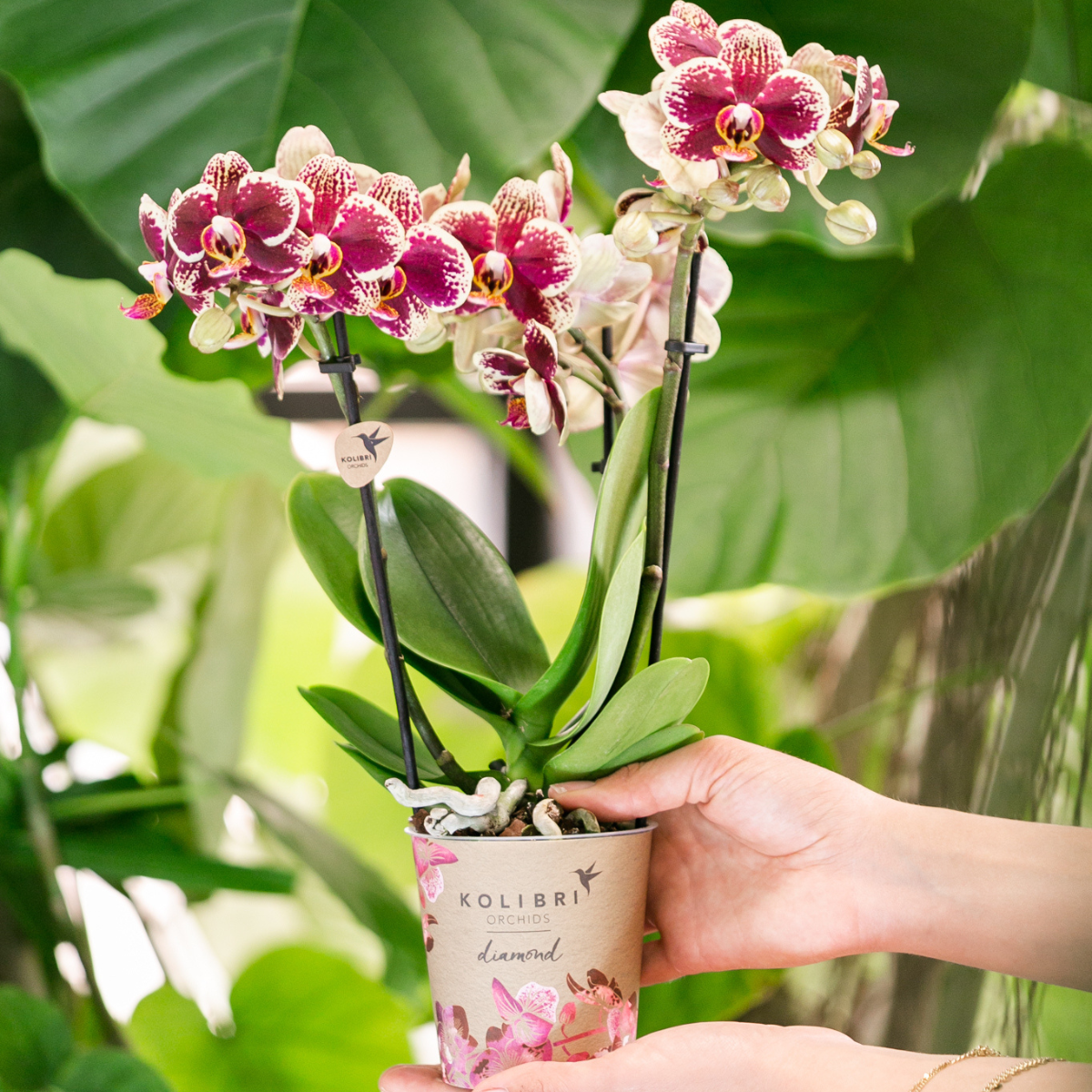 2er Set Phalaenopsis Spanien Rot-Gelb Ø9cm – Pflanzfix24.de - Pflanzfix24.de