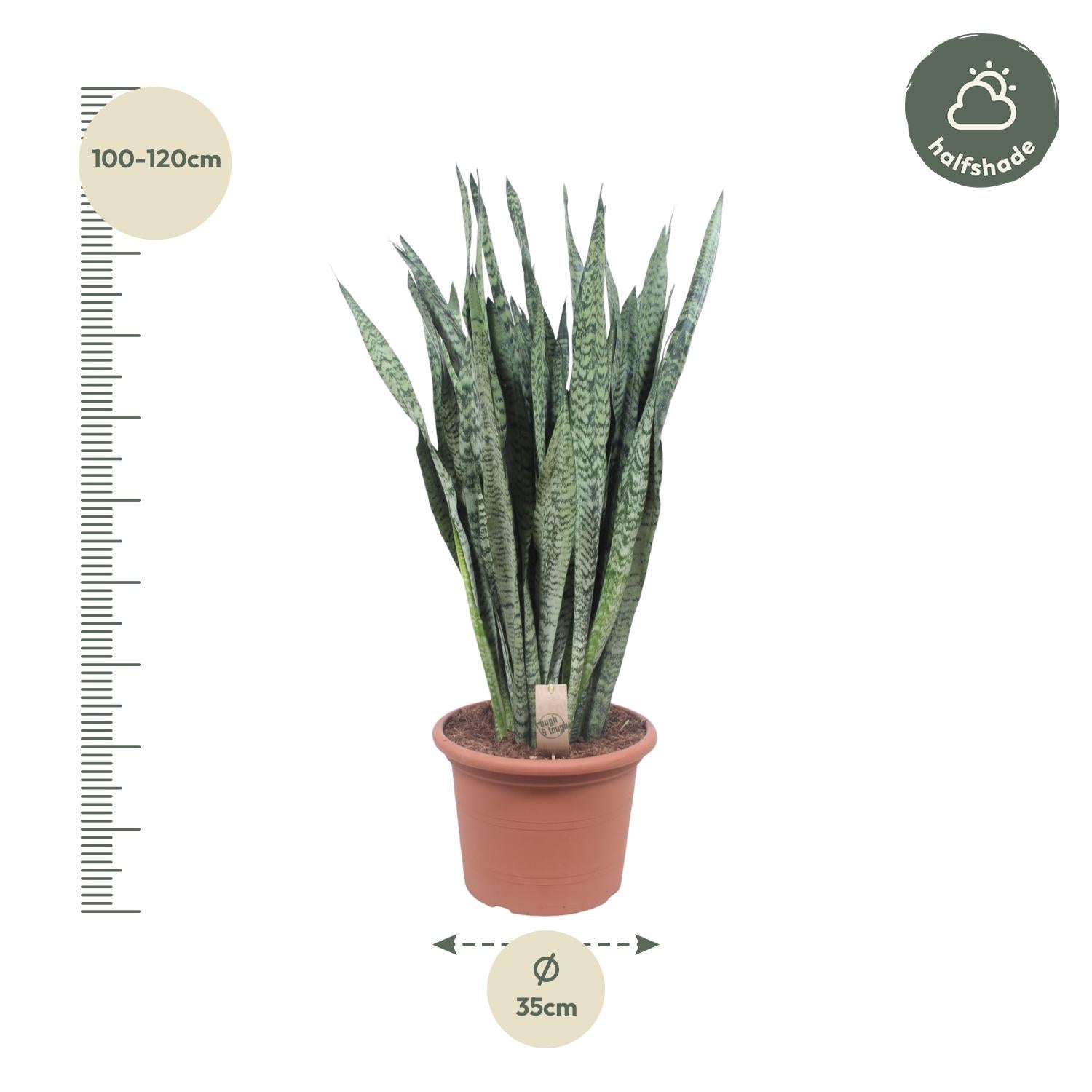 Sansevieria Zeylenica 110cm – Bogenhanf im Topf Ø35 – Pflanzfix24.de - Pflanzfix24.de