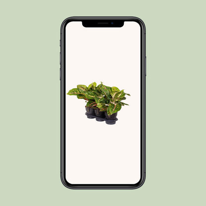 Aglaonema Spring Red - Ø19cm - pflanzfix24
