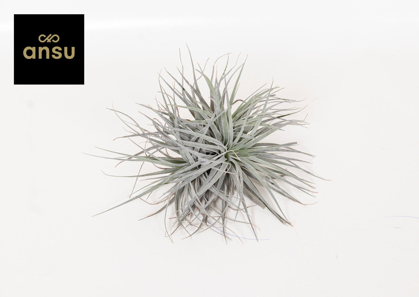 Tillandsia Super Silver XL – XL Luftpflanze Ø20cm | Pflanzfix24