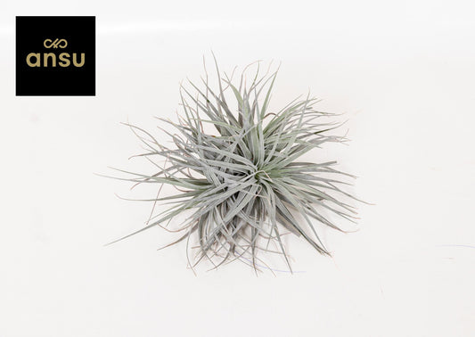 Tillandsia Super Silver XL – XL Luftpflanze Ø20cm | Pflanzfix24