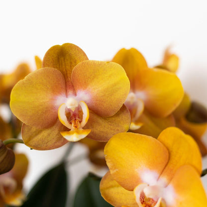 Kolibri Orchideen Jewel Las Vegas Orange-goldene Phalaenopsis Ø12cm | Pflanzfix24.de - Pflanzfix24.de