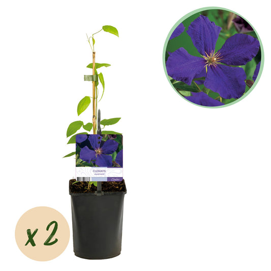 GreenboutiQ - Clematis Jackmanii - 2 Pflanzen - Topf 11cm - Pflanzfix24.de - Pflanzfix24.de