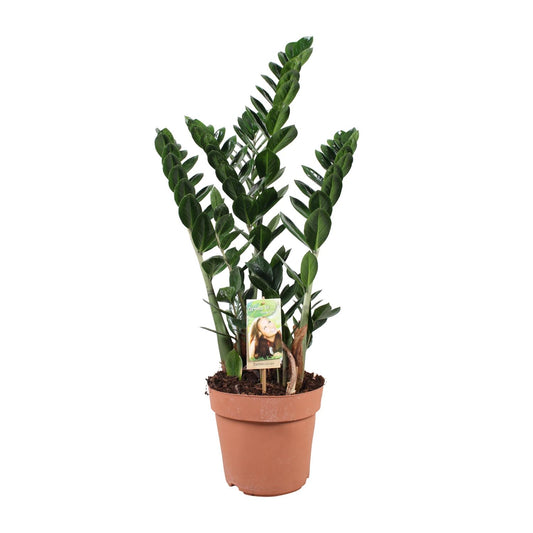 Zamioculcas - Ø21cm - ↕80cm - Pflanzfix24
