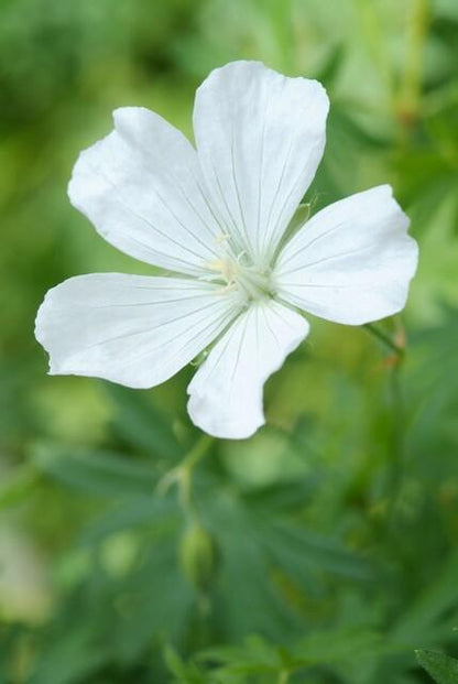 12x Geranium sang. 'Album' - ↕10-25cm - Ø9cm - Pflanzfix24