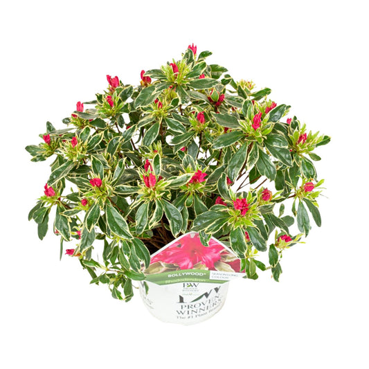 Rhododendron 'Bollywood' - Ø19cm - ↕30cm - Pflanzfix24